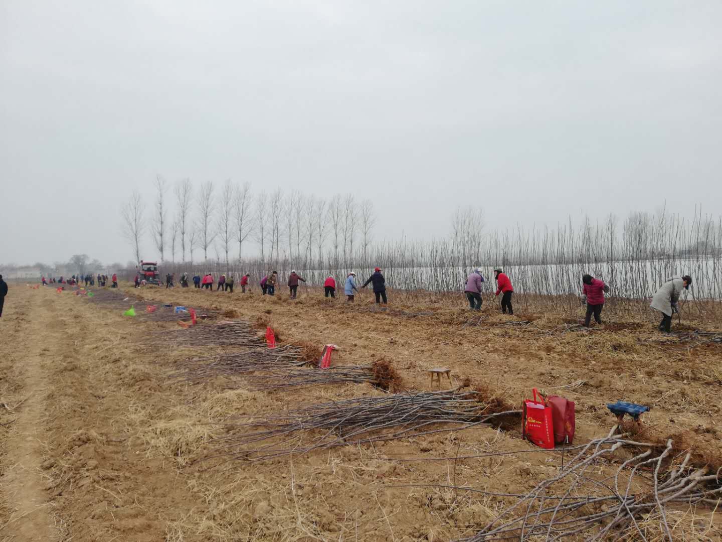 091583757225238576.jpeg 起苗.jpg