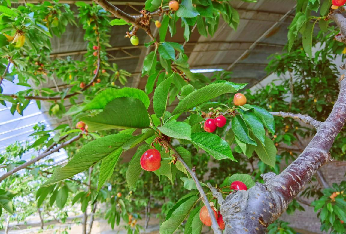 261587892182720139.png 圖片3.png