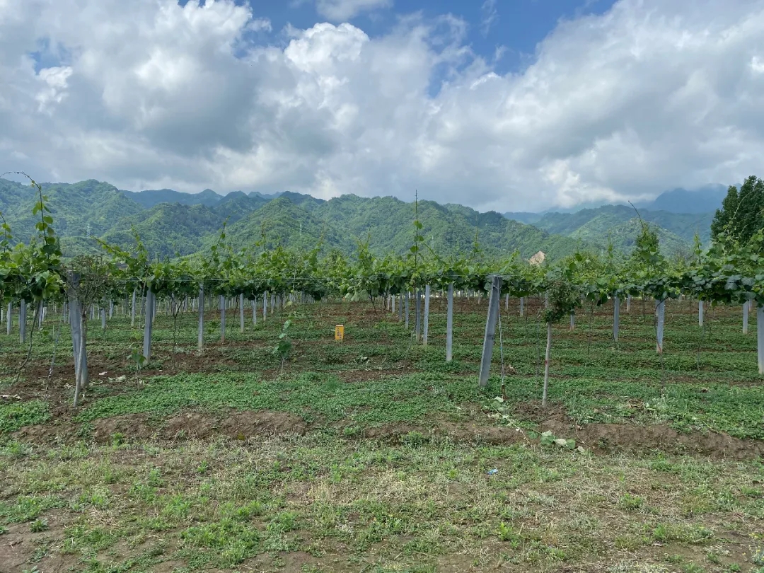 181589764290743863.jpeg 181589764290743863.jpeg