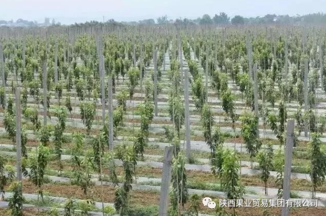 041591256504967072.png QQ瀏覽器截圖20200604153800.png