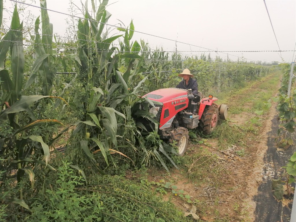191597801217788939.jpeg 秸稈還田2.jpg