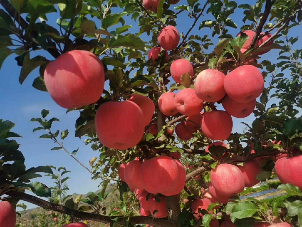 141626244661607949.jpeg 1.jpg