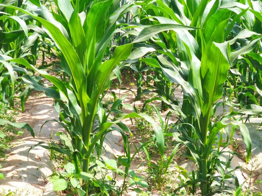 141626244695245465.jpeg 2.jpg