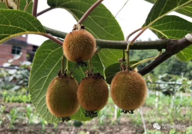 011661998893170174.png 3333.png