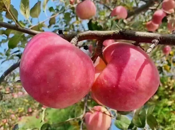 011667289809249764.png 微信圖片_20221101161413.png