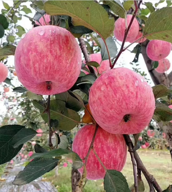 011667289841900928.png 微信圖片_20221101161523.png