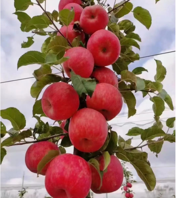 011667289848680726.png 微信圖片_20221101161702.png