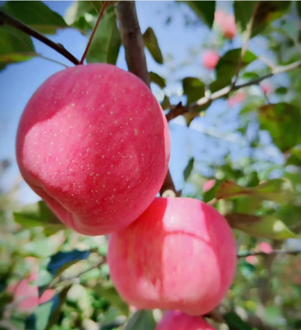 011667289855642089.png 微信圖片_20221101161720.png