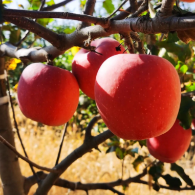 011667291428494436.png 微信圖片_20221101164426.png