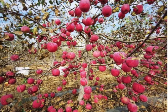 041667528818169544.png 1.png