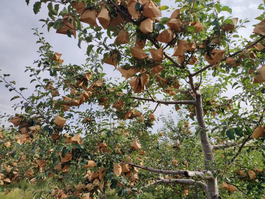 271687856713999357.png 圖片3.png